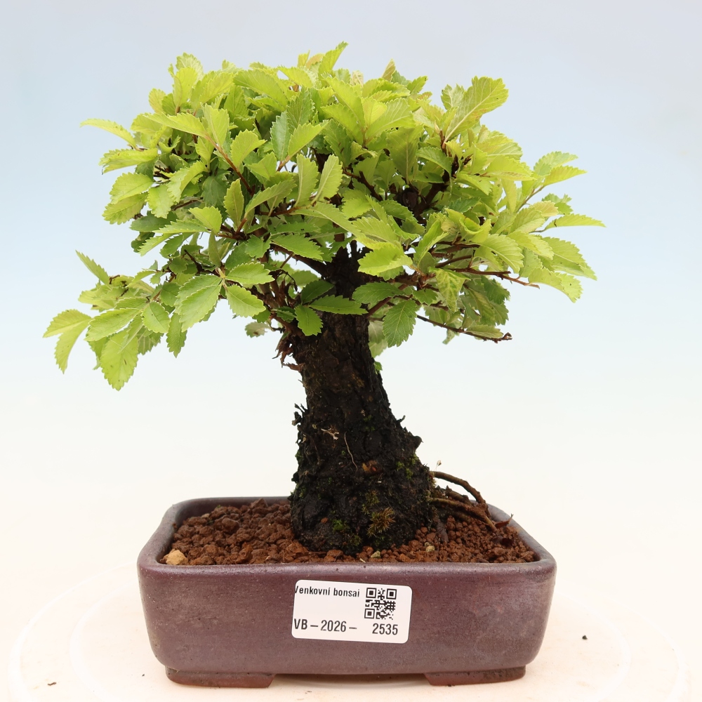 Vonkajšie bonsaje - Zelkova - Zelkova NIRE