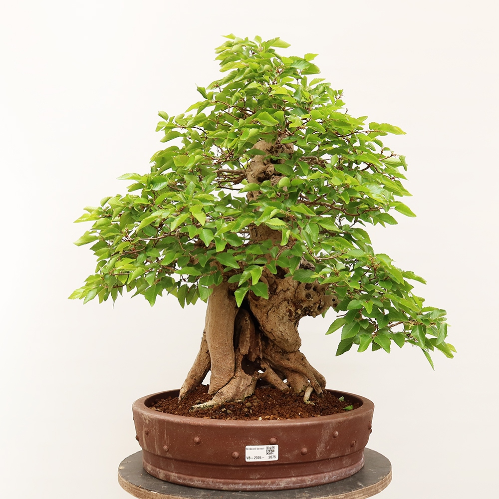 Vonkajší bonsai -Carpinus Coreana - Hrab kórejský