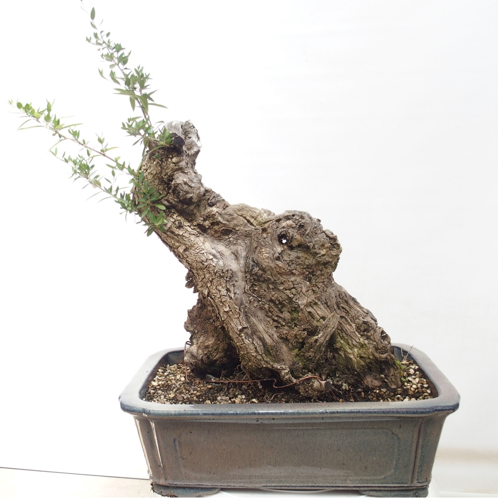 Izbová bonsai - Olea europaea sylvestris -Oliva evropská drobnolistá