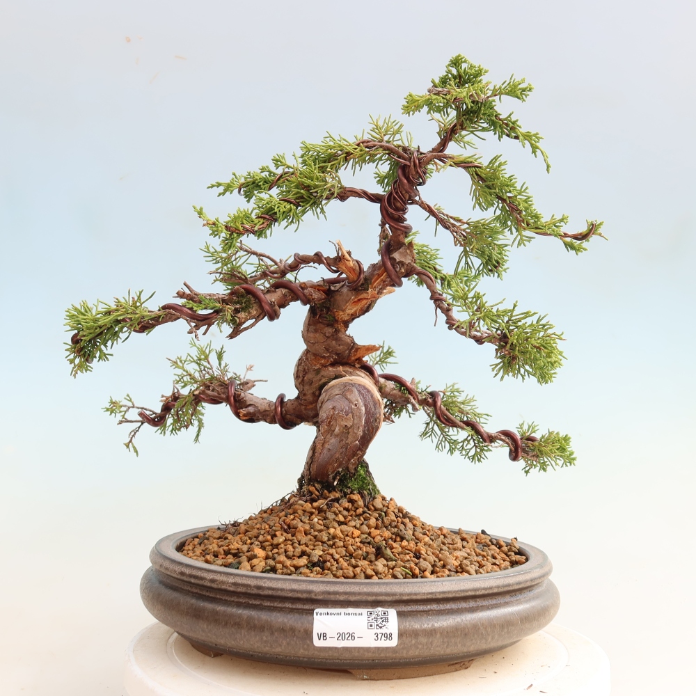 Vonkajší bonsai – Juniperus chinensis Itoigawa – čínsky jalovec