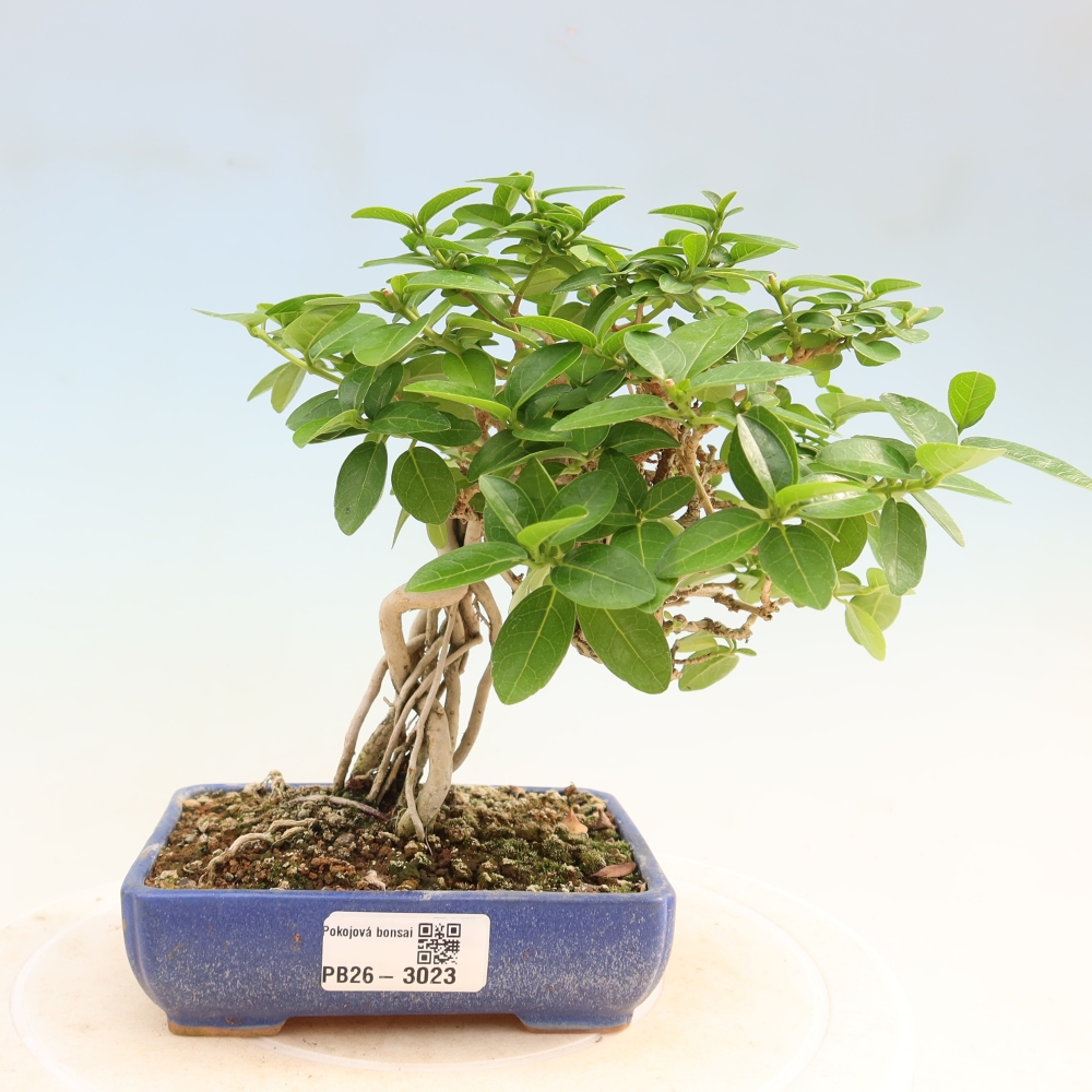 Izbový bonsaj - Premna serratifolia - Kozlovňa malolistá