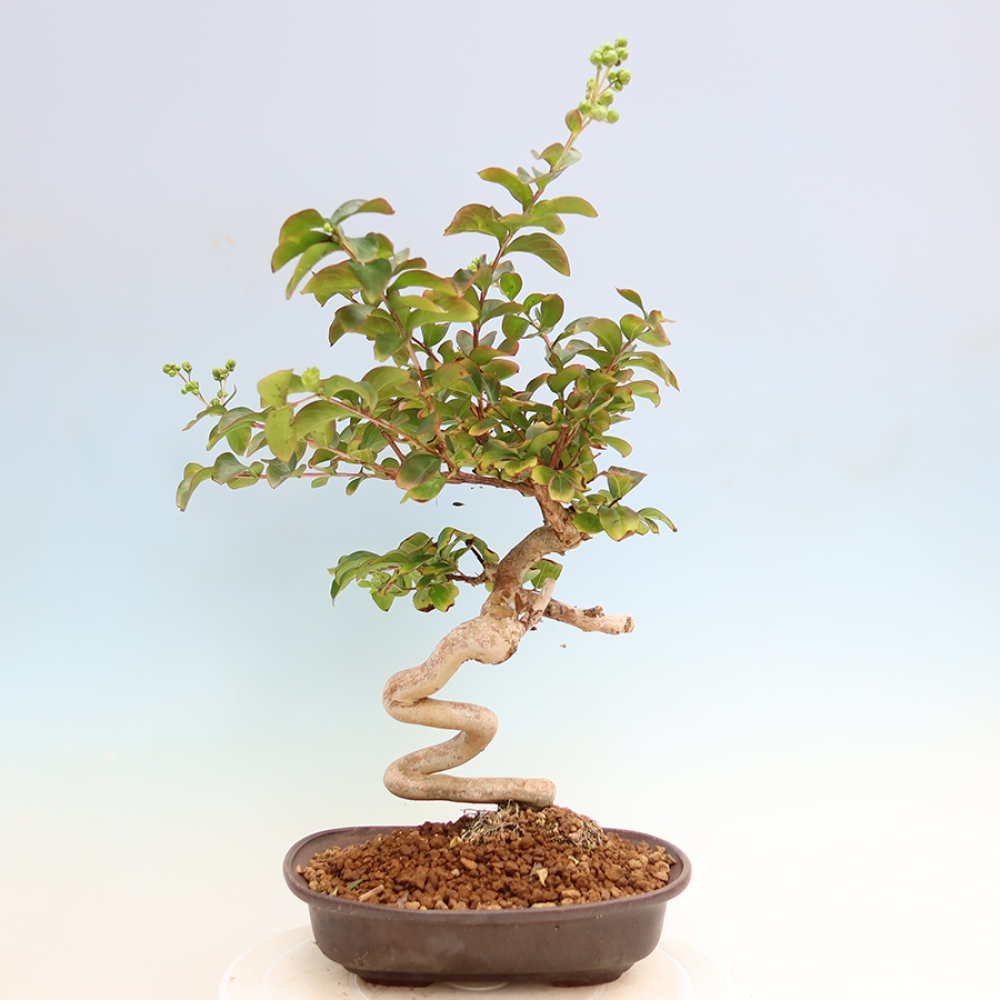 Izba bonsai – Lagerstroemia indica – indický orgován