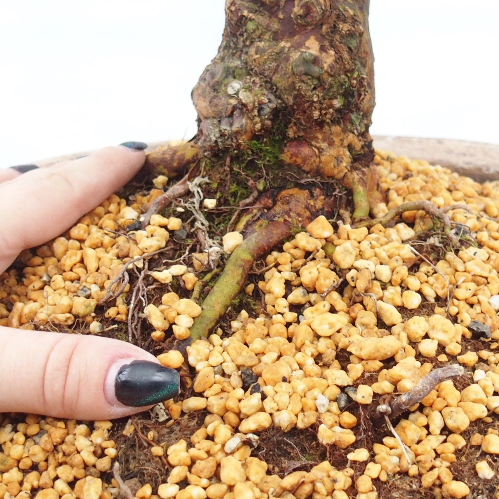 Vonkajšie bonsaje - Japonské azalky - Azalea Kisshoten