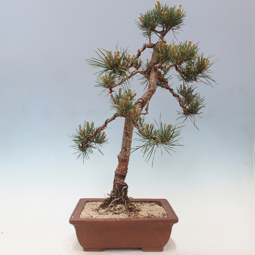 Vonkajšie bonsai - Pinus Sylvestris - Borovica lesná