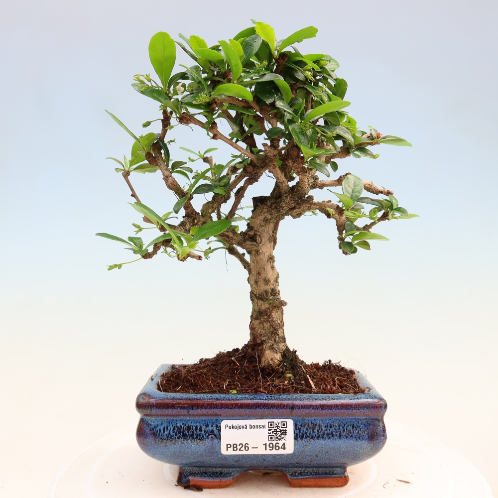 Izbové bonsaje - Carmona macrophylla - Tea fuki