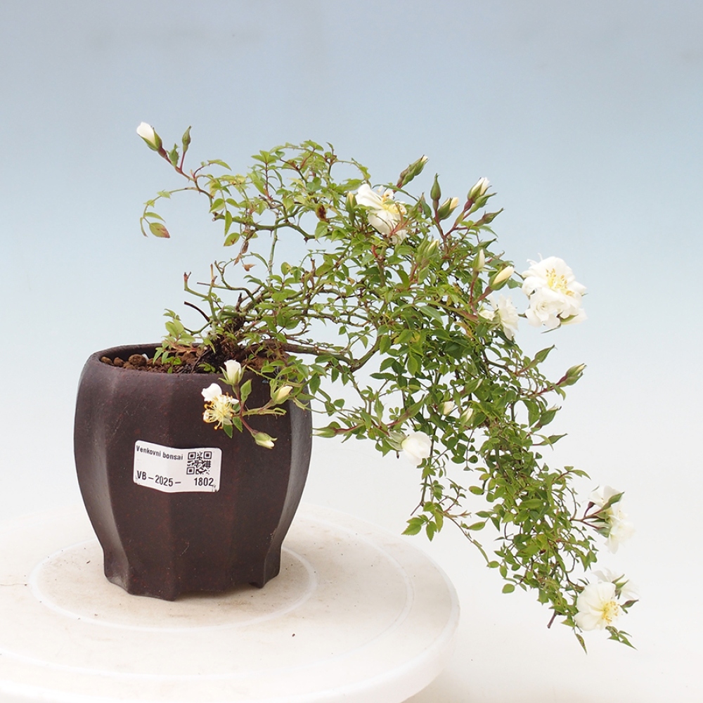 Vonkajší bonsai - Rosa Sea Foam - ruža