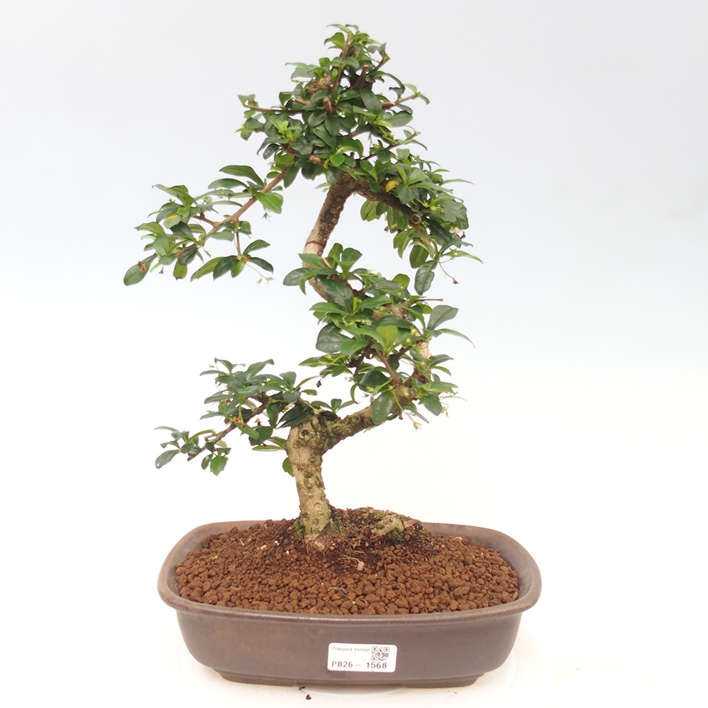 Izbové bonsaje - Carmona macrophylla - Tea fuki