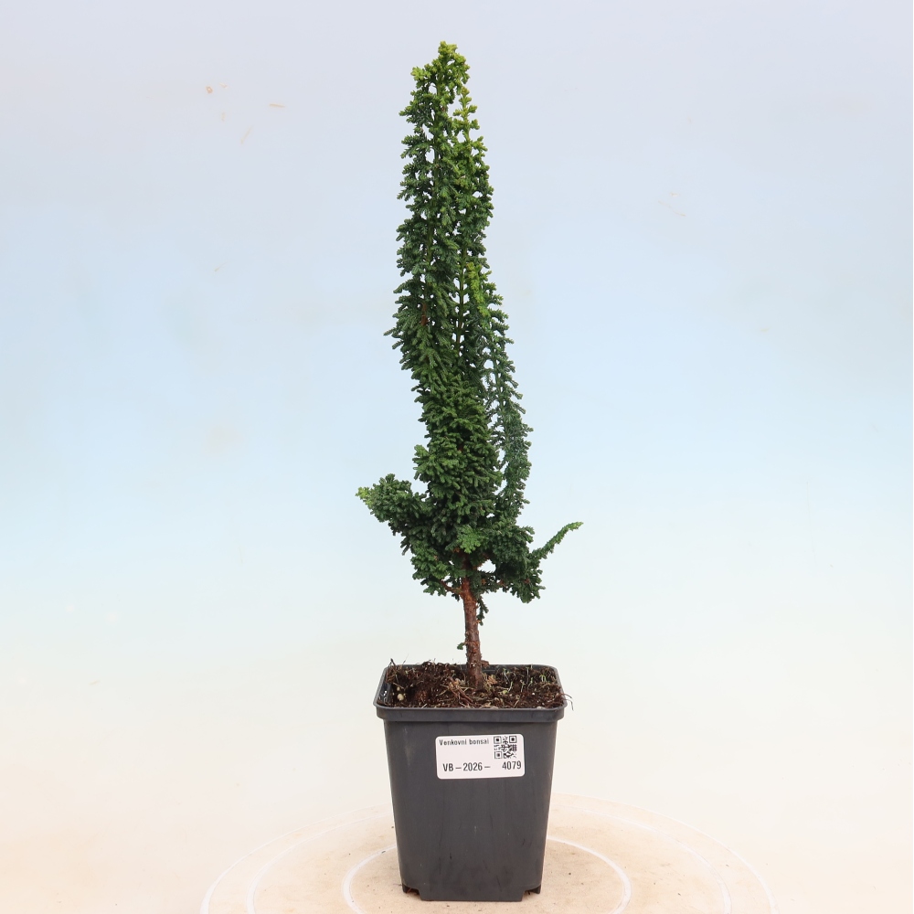 Vonkajší bonsaj - Cham. obtusa SEKKA HINOKI - Cypruštek