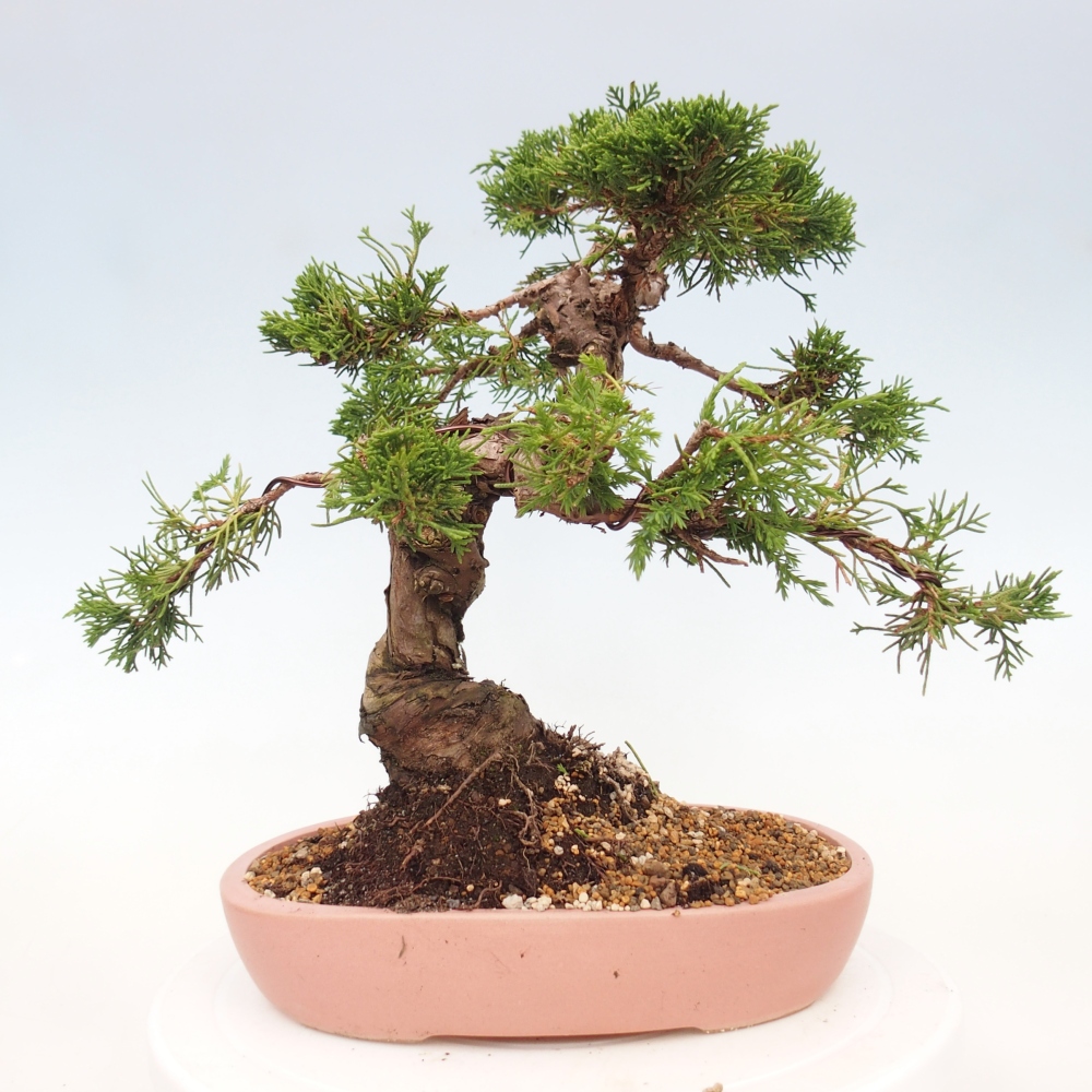 Vonkajší bonsai - Juniperus chinensis Itoigawa -Jalovec čínsky