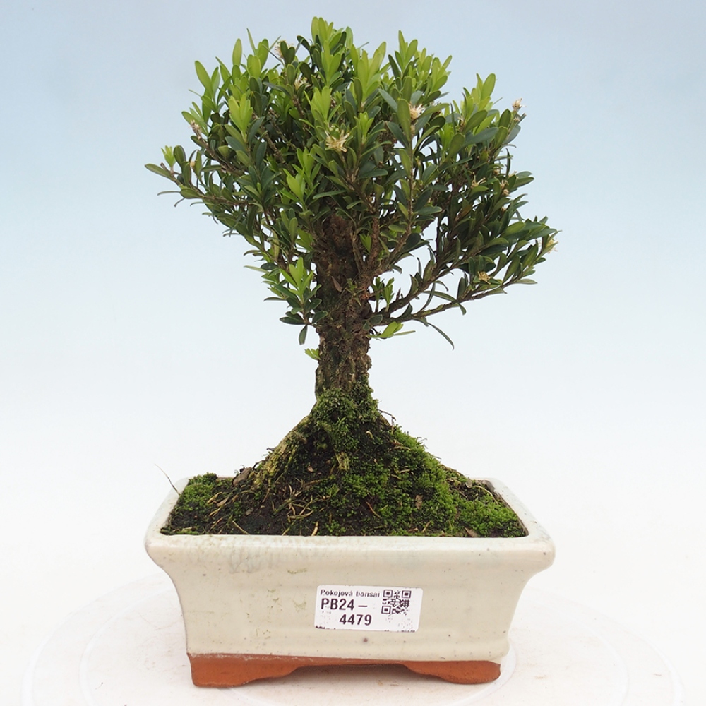 Izbová bonsai - Buxus harlandii - korkový buxus