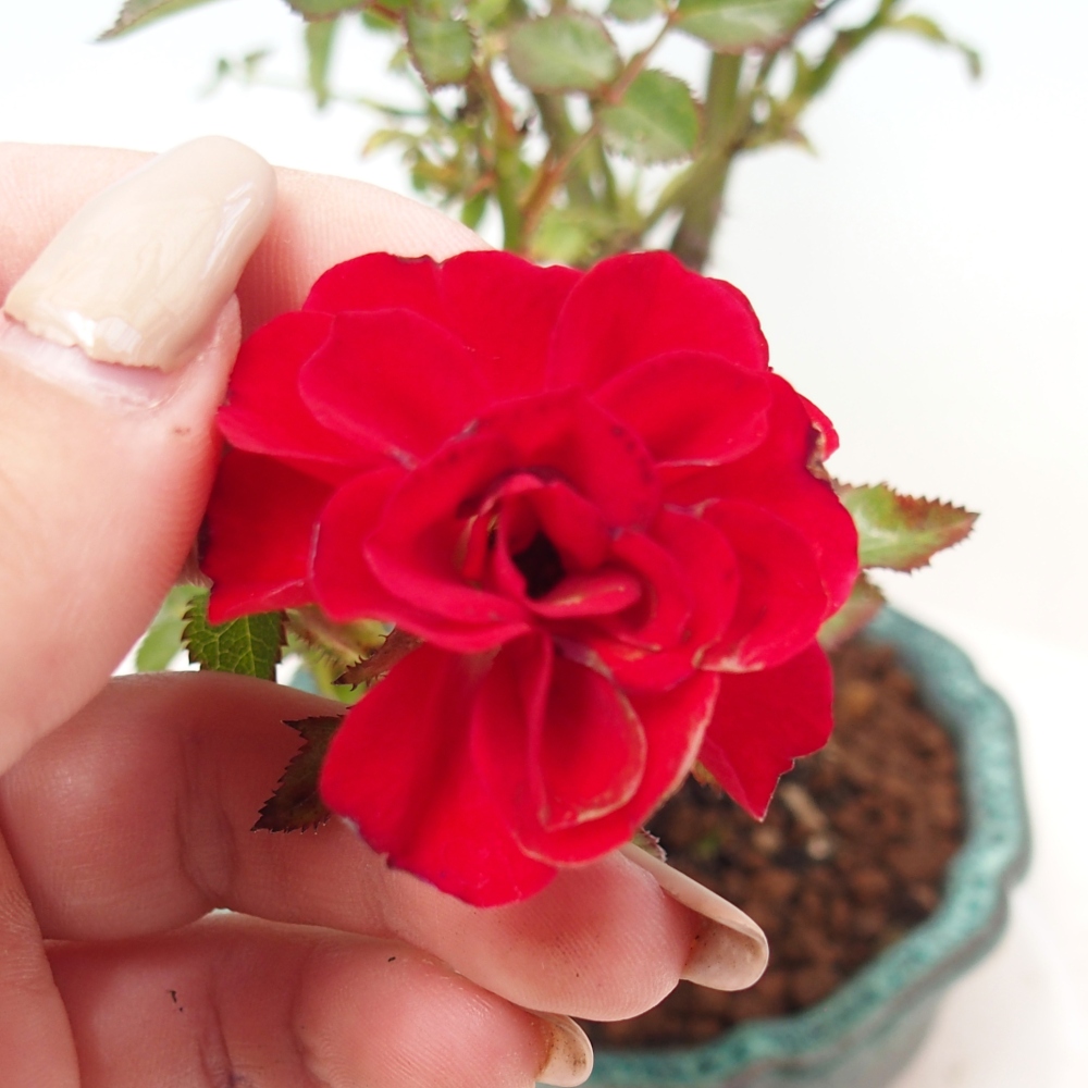 Vonkajší bonsai - Rosa Kordes - ruža