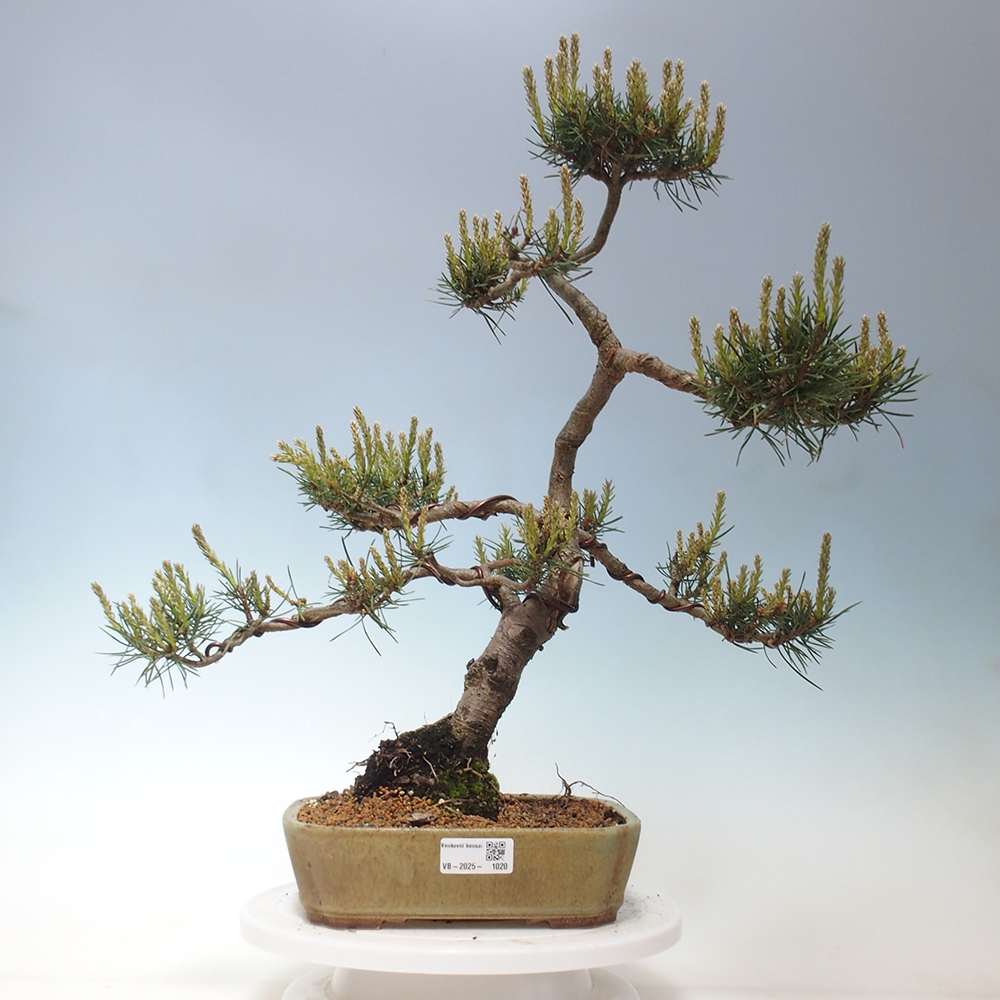 Vonkajšie bonsai - Pinus Sylvestris - Borovica lesná
