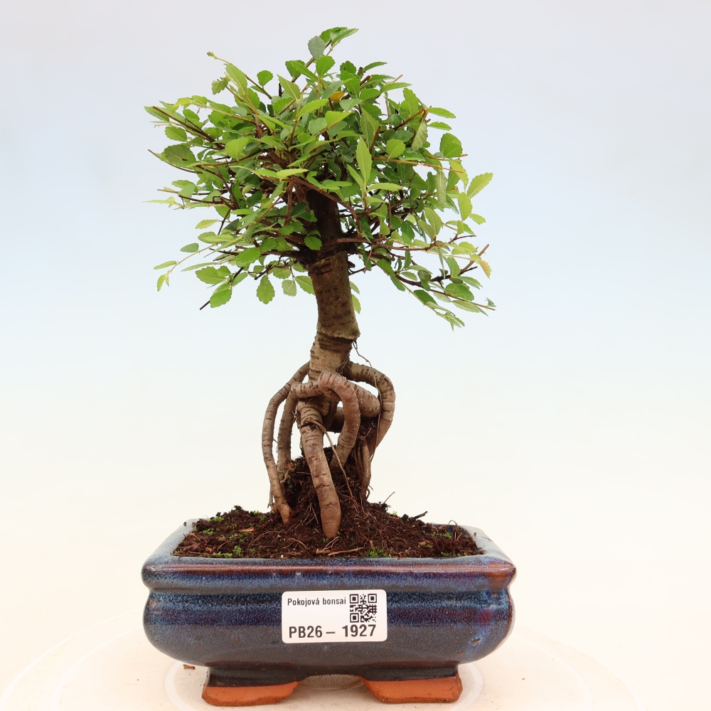 Izbový bonsaj - Ulmus parvifolia - brest malolistý