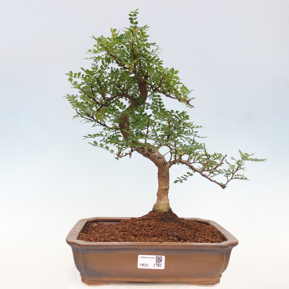 Izbová bonsai - Zantoxylum piperitum - korenistý