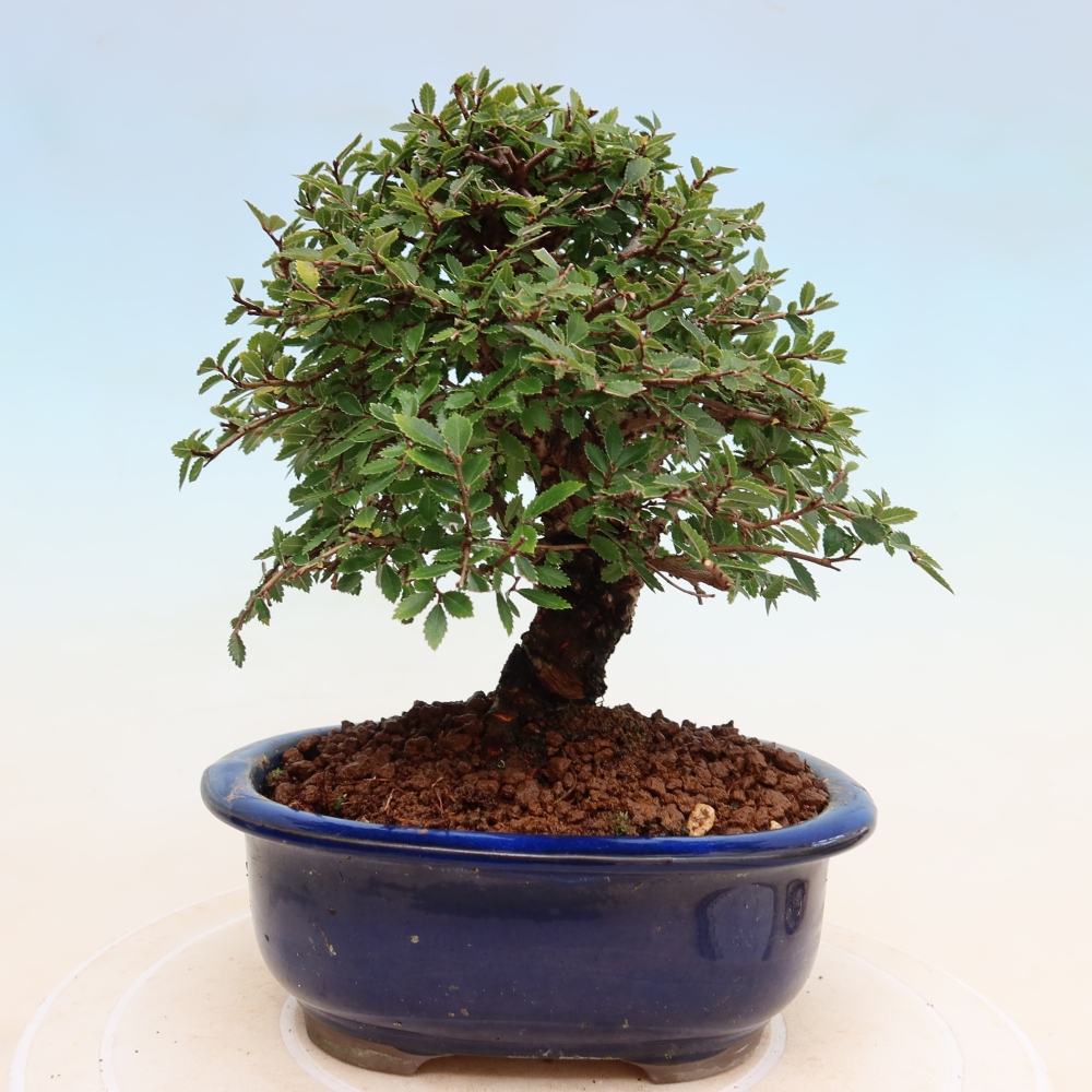 Vonkajšie bonsaje - Zelkova - Zelkova NIRE