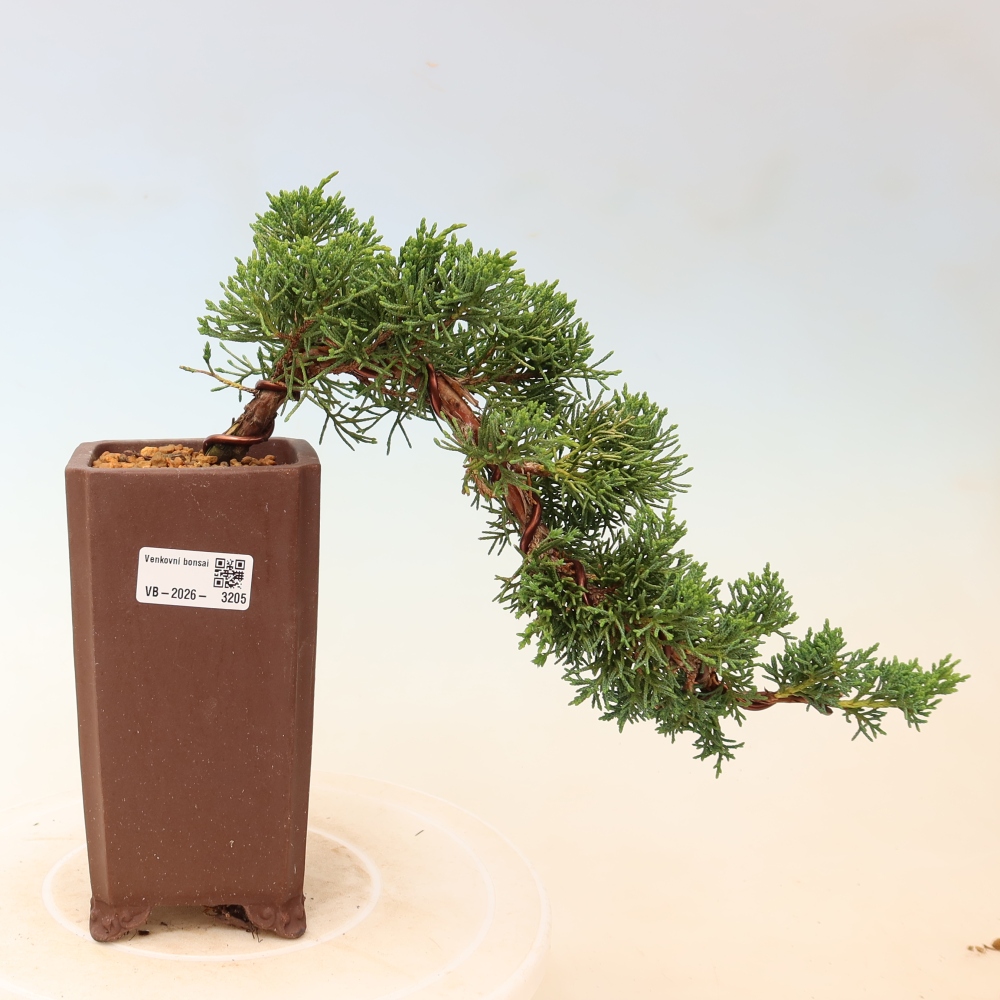 Vonkajší bonsaj - Juniperus chinensis Kishu