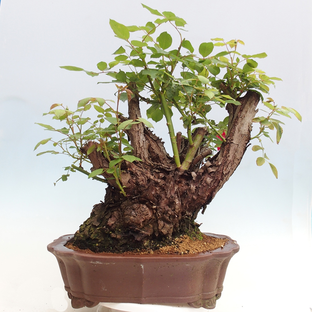 Vonkajší bonsai - Rosa Kordes - ruža