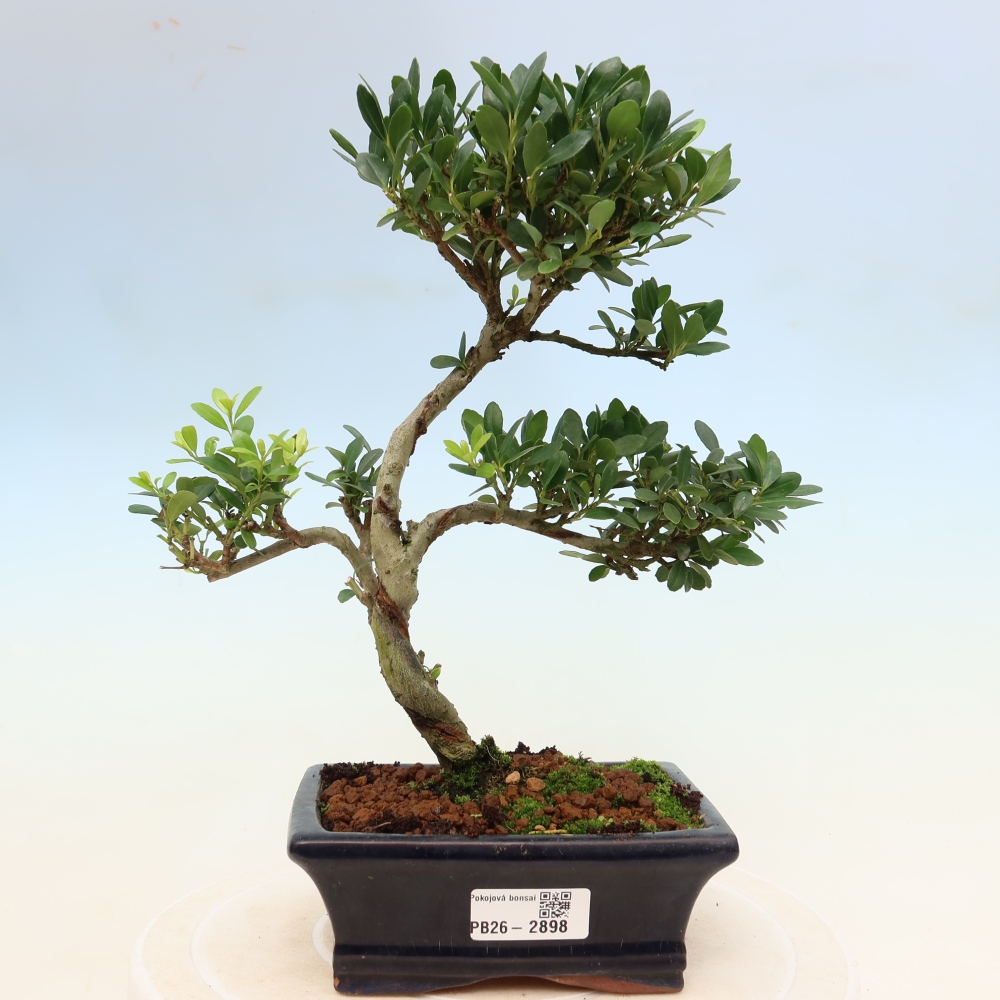 Izbový bonsaj - Ilex crenata - Cesmína