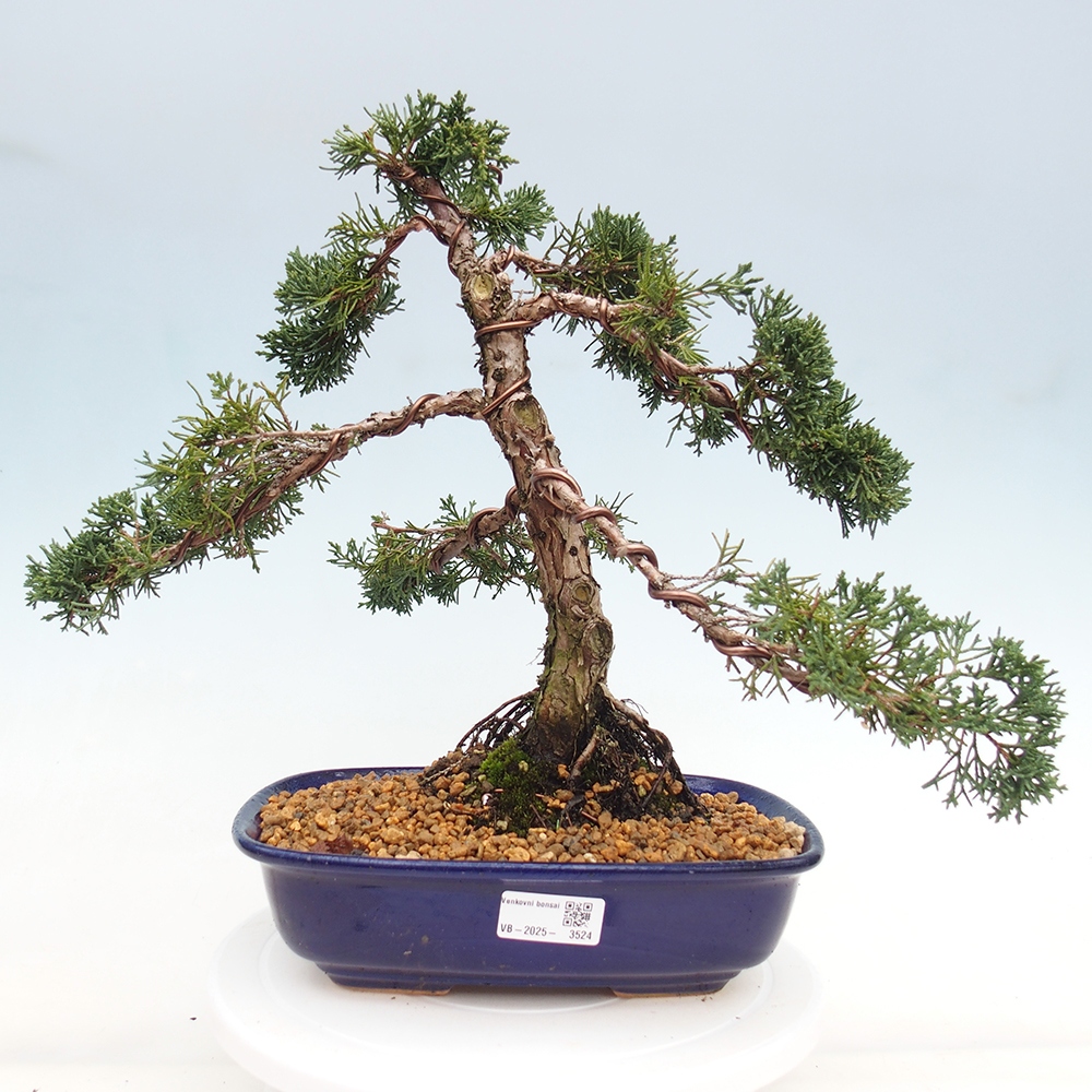 Vonkajšie bonsai - Juniperus chinensis Kishu -Jalovec čínsky