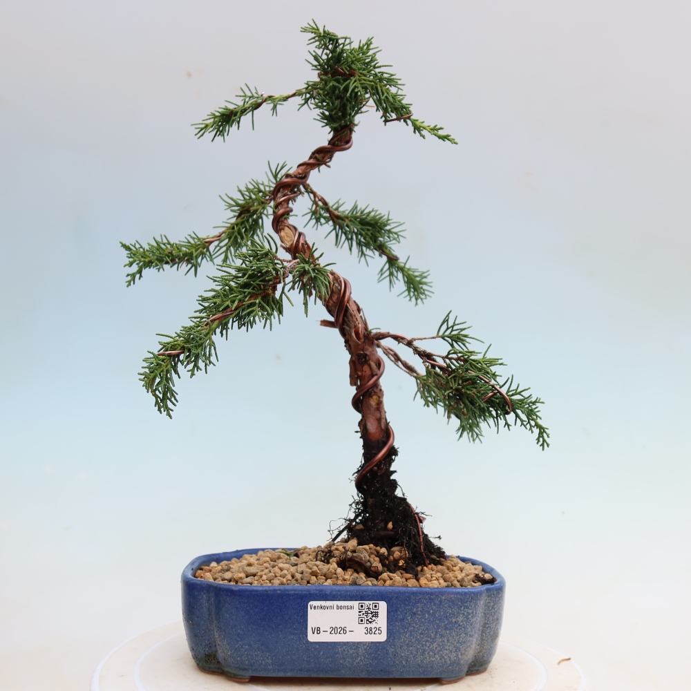 Vonkajší bonsaj - Juniperus chinensis Kishu