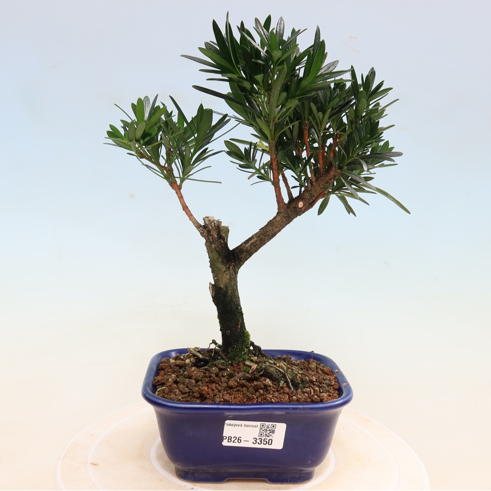 Izbové bonsaje - Podocarpus - Kamenný tis
