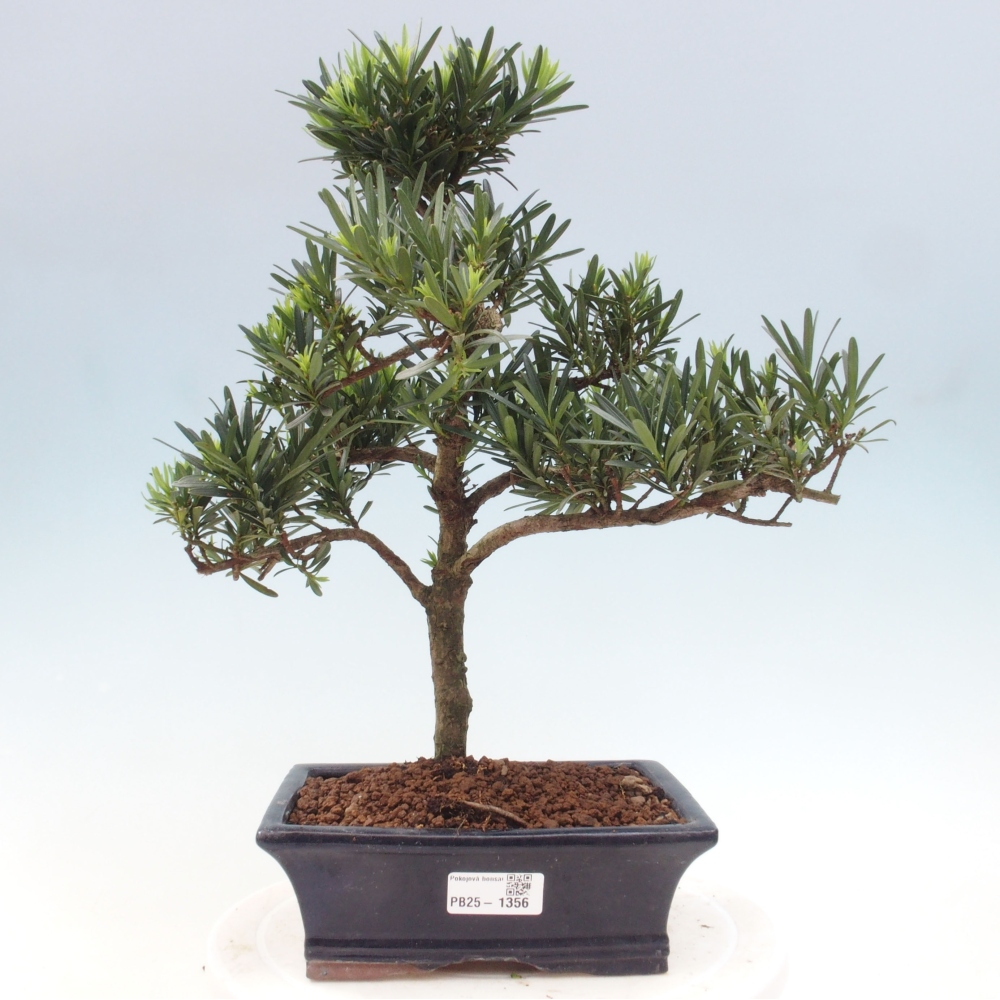 Izbová bonsai - Podocarpus - Kamenný tis