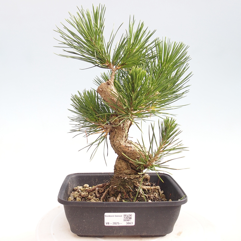 Vonkajšie bonsaje - Pinus thunbergii - borovica Thunbergova