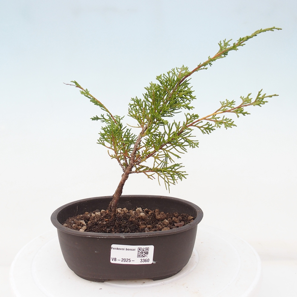Vonkajší bonsai - Juniperus chinensis Itoigawa -Jalovec čínsky