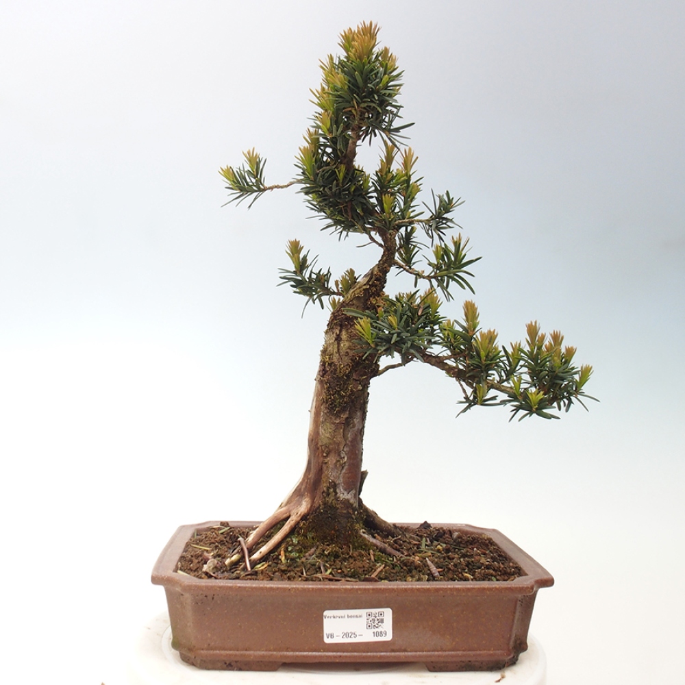 Vonkajší bonsai - Taxus cuspidata - Tis japonský