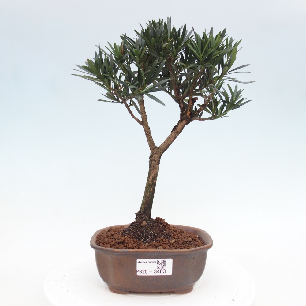 Izbové bonsaje - Carmona macrophylla - Tea fuki