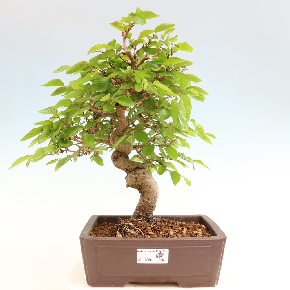 Vonkajší bonsaj -Carpinus coreana - Hrab kórejský