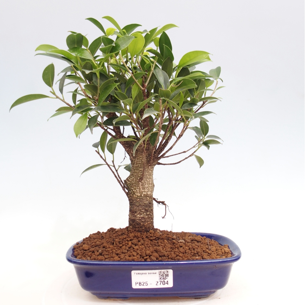 Izbová bonsai - Ficus retusa - malolistá fikus