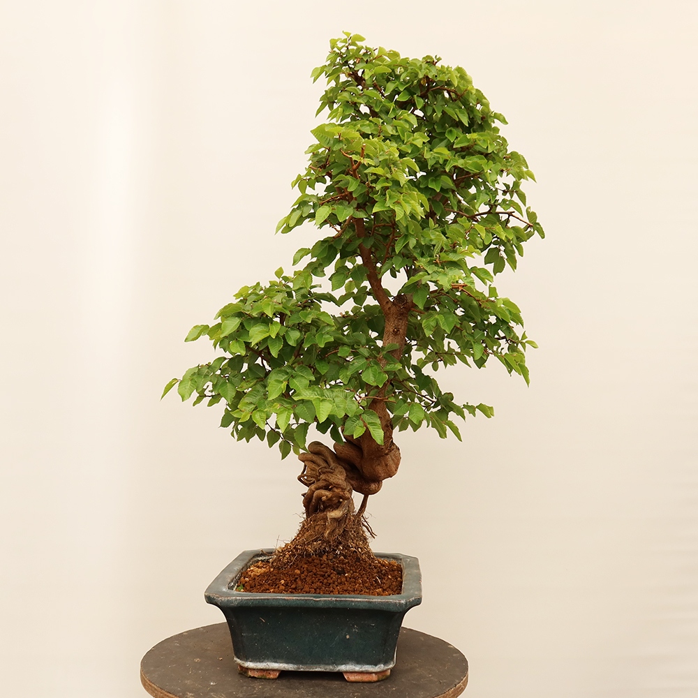 Vonkajší bonsai -Carpinus Coreana - Hrab kórejský