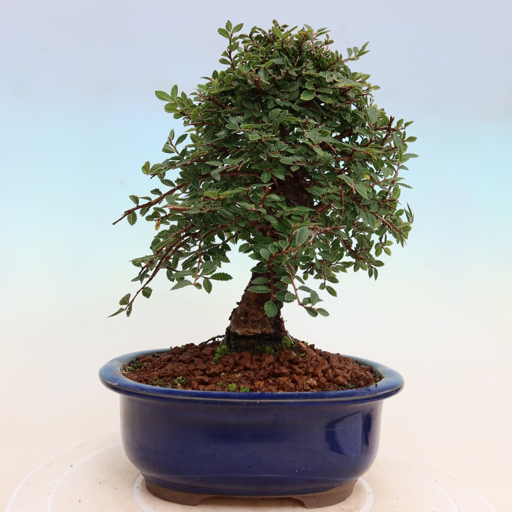 Vonkajšie bonsaje - Zelkova - Zelkova NIRE