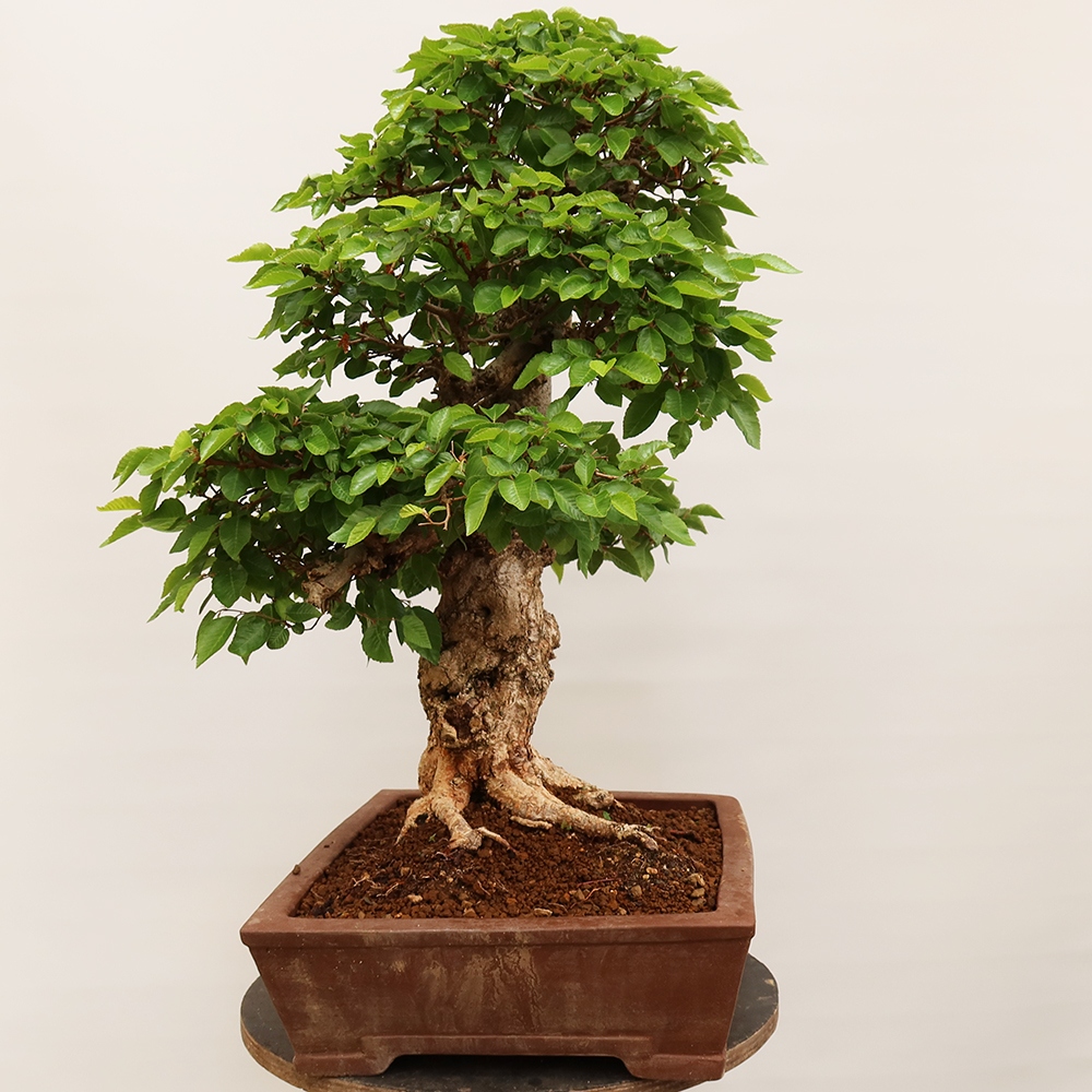 Vonkajší bonsai -Carpinus Coreana - Hrab kórejský
