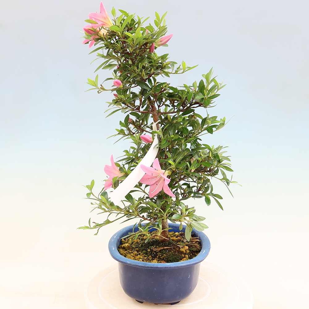 Vonkajšie bonsaje - Japonské azalky - Azalea Nasuno