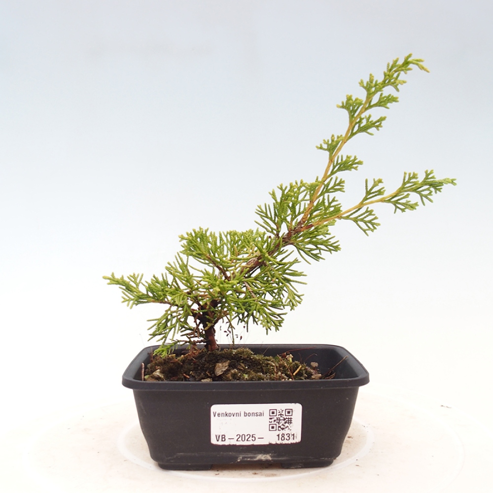 Vonkajší bonsai - Juniperus chinensis Itoigawa -Jalovec čínsky