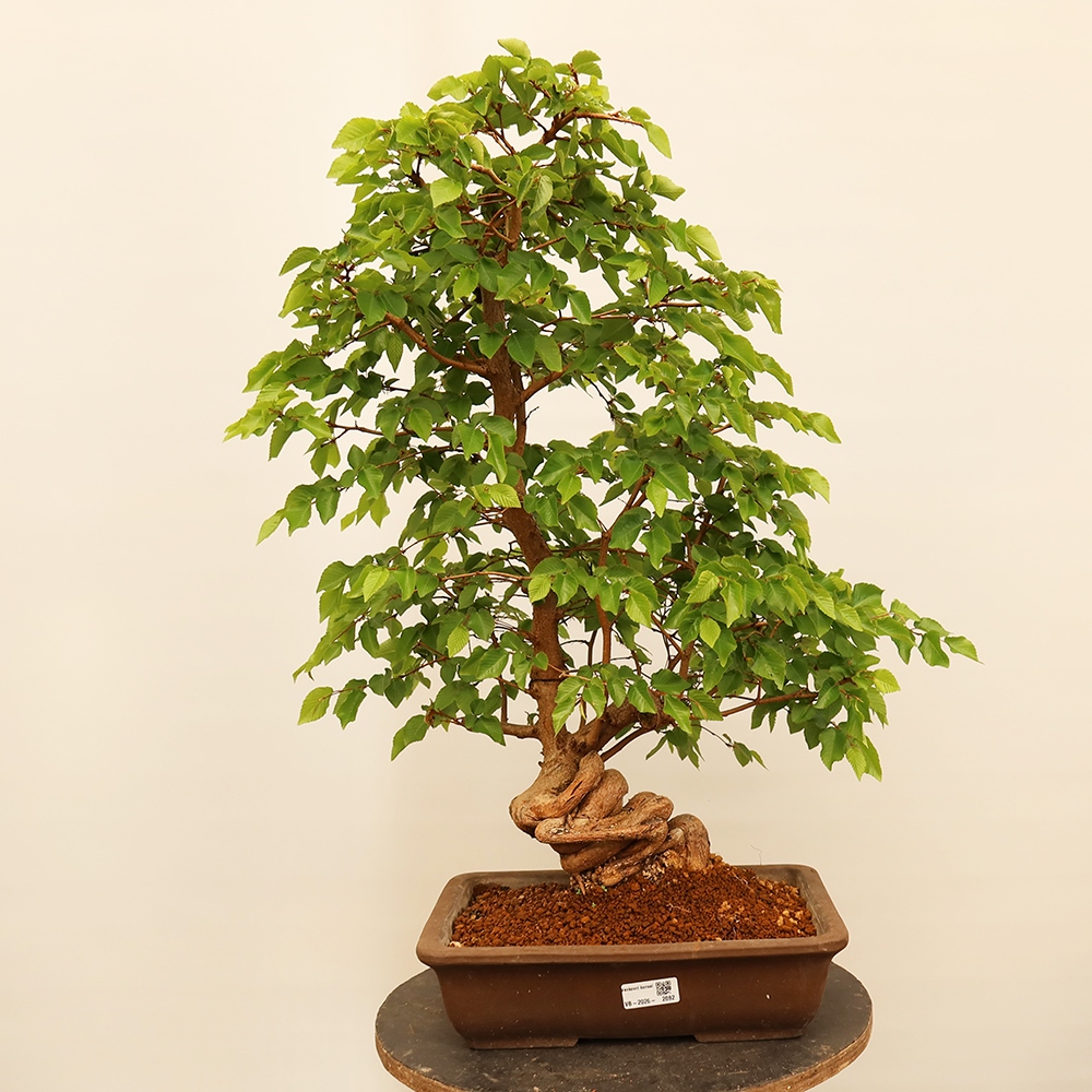 Vonkajší bonsai -Carpinus Coreana - Hrab kórejský