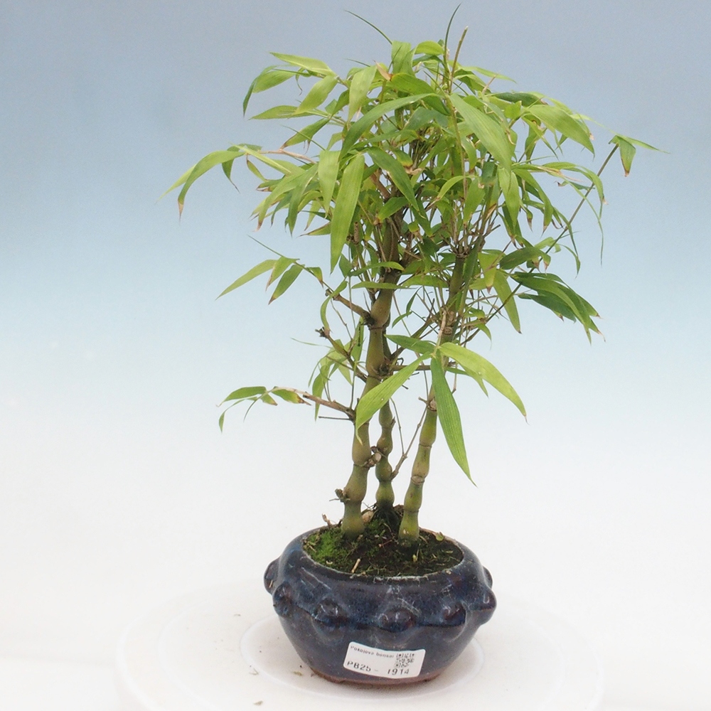 Izbová bonsai - Bambus budha-Bambus budhovo brucho