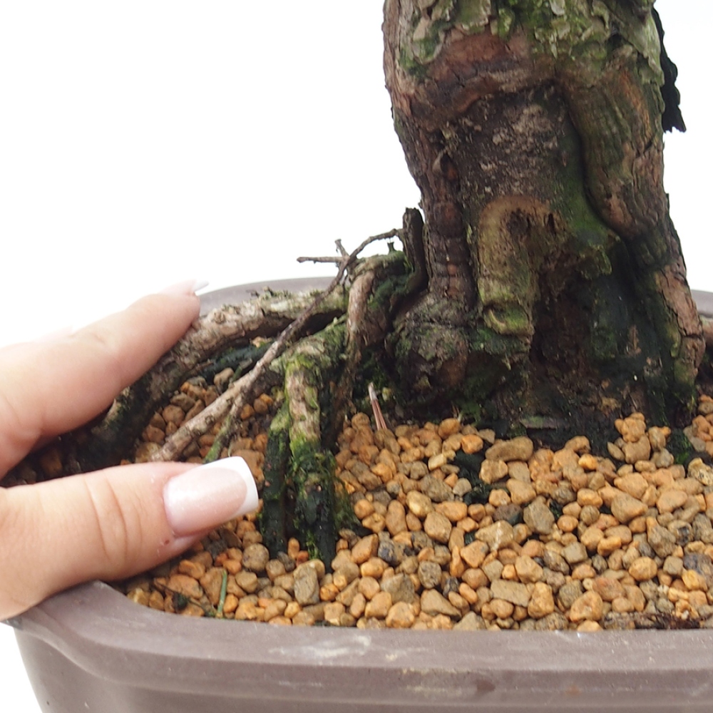 Vonkajší bonsaj - Pinus thunbergii Kotobuki - borovica Thunbergova