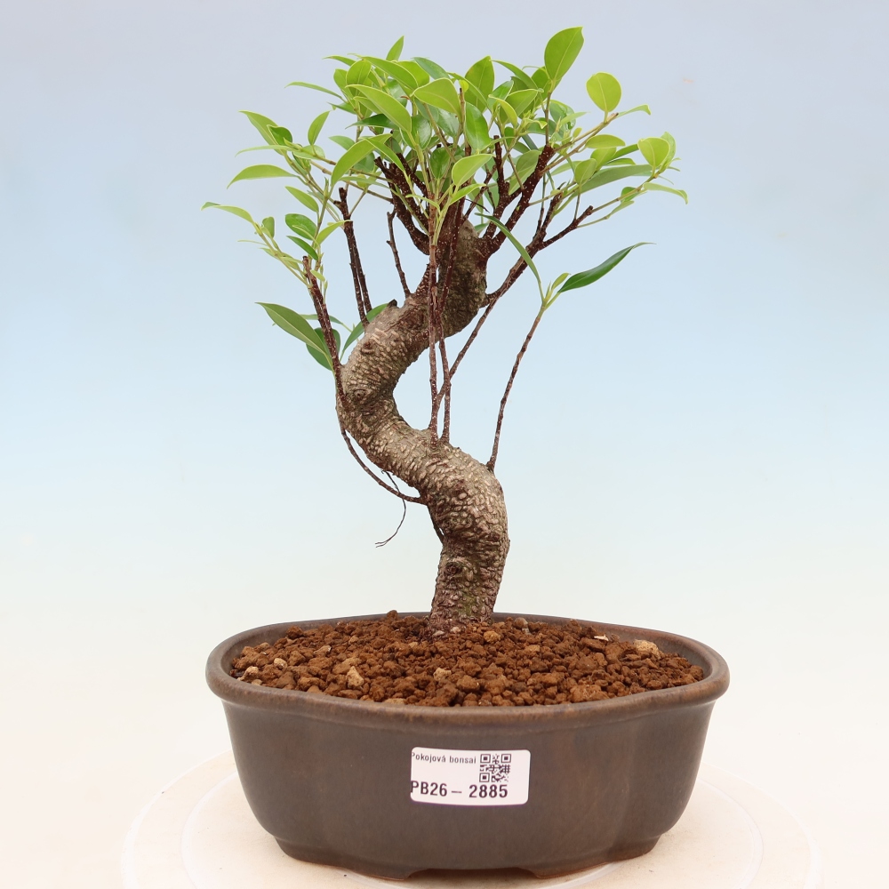 Izbové bonsaje - Ficus kimmen - drobnolistý fikus