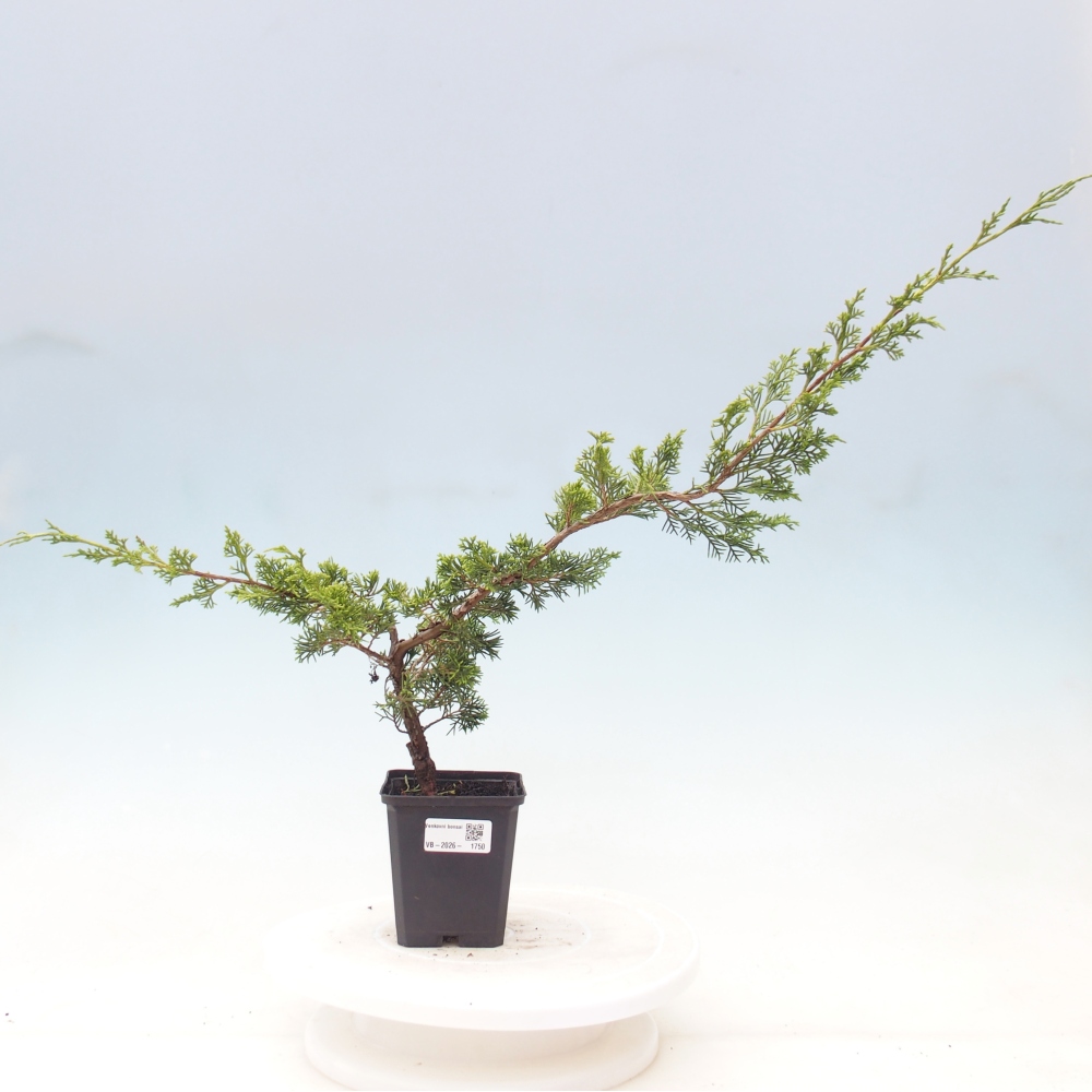 Vonkajší bonsaj - Juniperus chinensis Itoigawa
