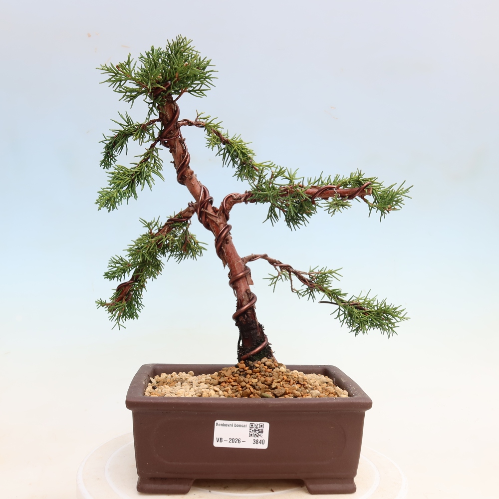 Vonkajší bonsaj - Juniperus chinensis Kishu