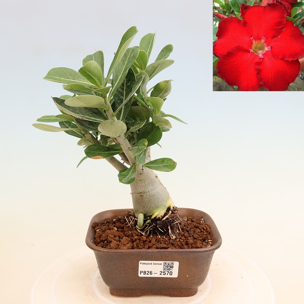Izba bonsai – Adenium obesum Red Star – Púštna ruža