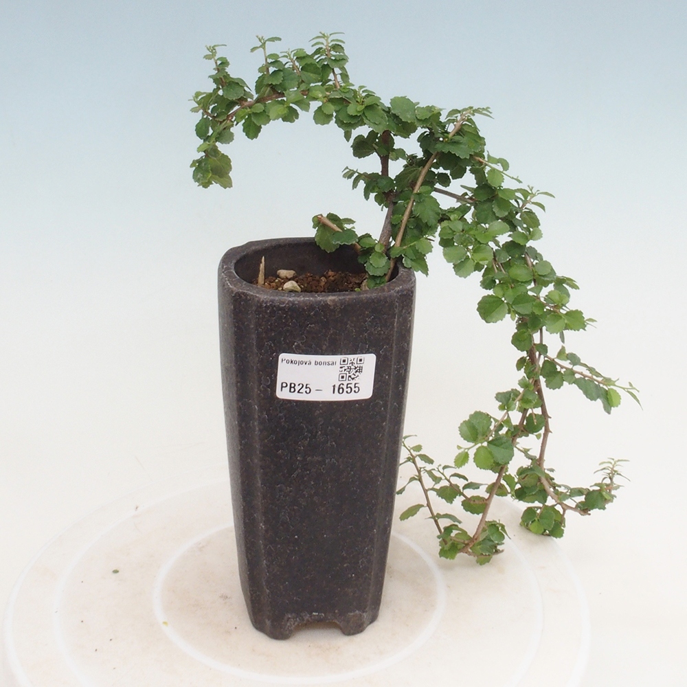 Izbová bonsai - Grewia sp. - Grewie malolistá