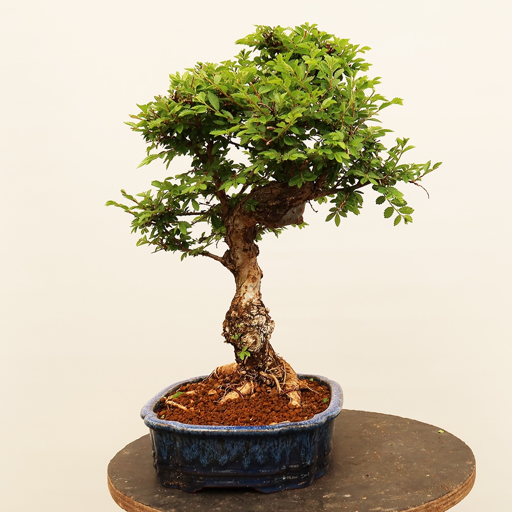 Vonkajšie bonsai - Zelkova - Zelkova NIRE