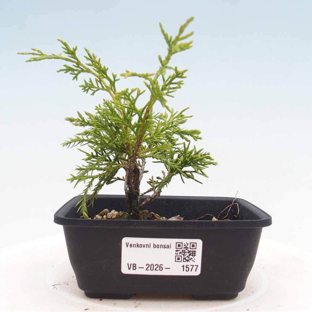 Vonkajší bonsaj - Juniperus chinensis Itoigawa