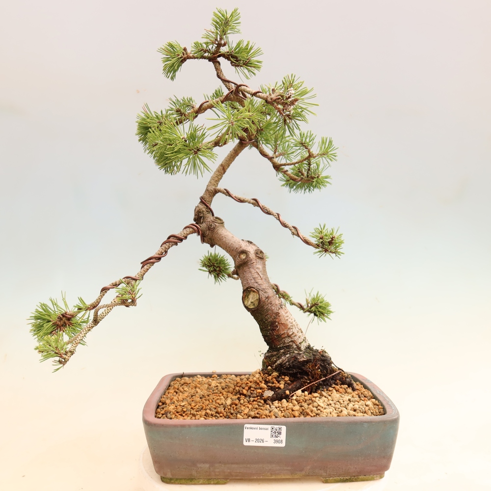 Vonkajšie bonsaje – Pinus mugo Humpy – borovica krivá