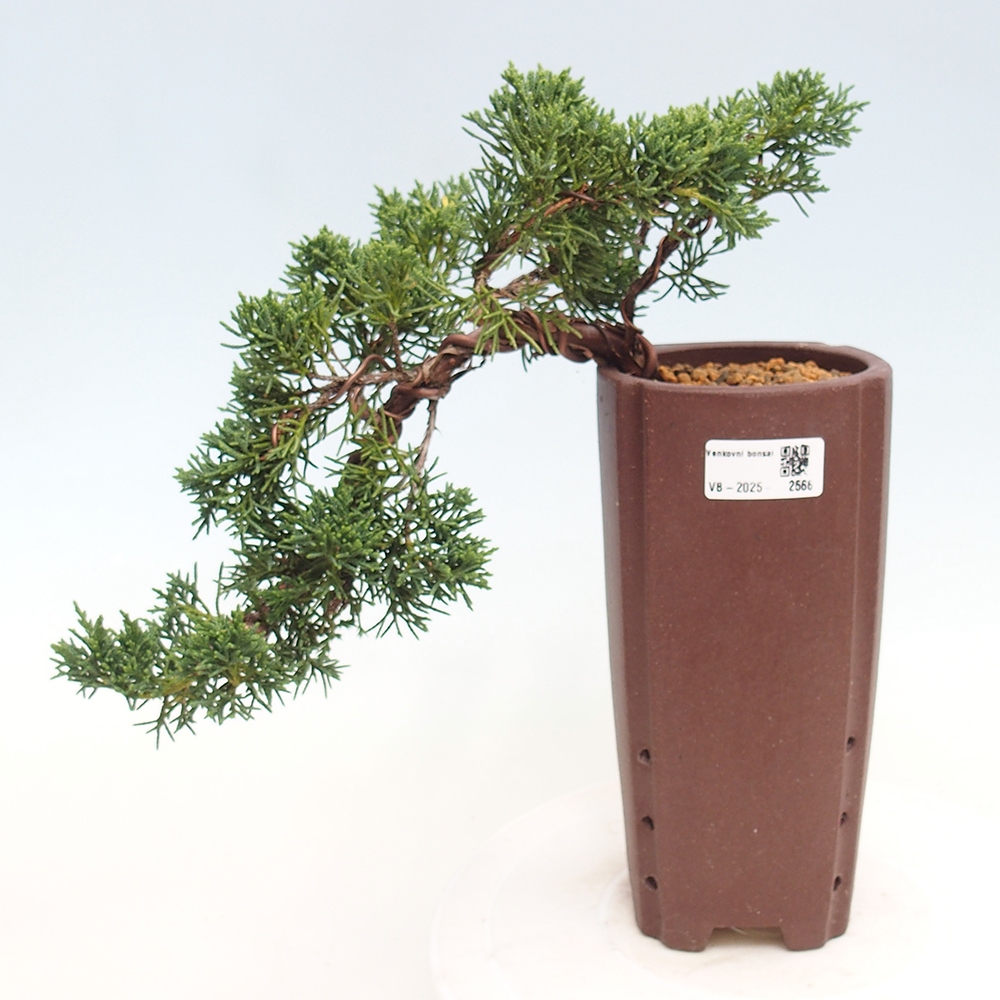 Vonkajší bonsai - Juniperus chinensis Kishu -Jalovec čínsky