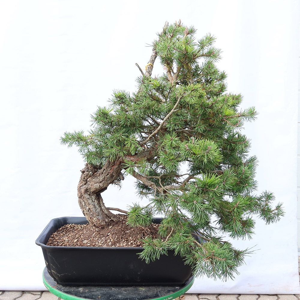 Pinus sylvestris Španielsko – borovica lesná